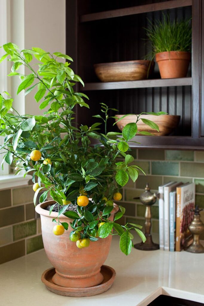 5 Plants That Create the Perfect Microclimate at Home
