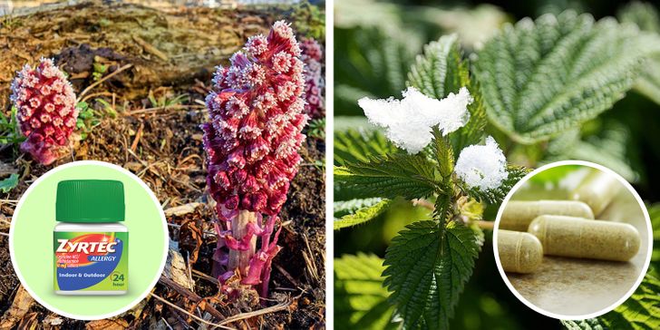6 Natural Remedies That Can Make Your Allergies Disappear for Good
